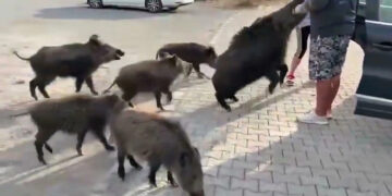 Tatil Beldelerinde Yaban Domuzu Kabusu Büyüyor