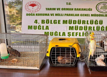 Depo Değil Hayvanat Bahçesi! Muğla’da Çok Sayıda Yaban Hayvanına El Konuldu