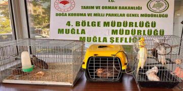 Depo Değil Hayvanat Bahçesi! Muğla’da Çok Sayıda Yaban Hayvanına El Konuldu