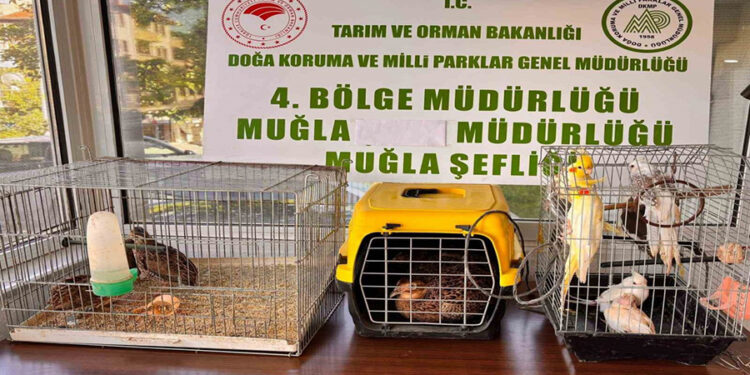 Depo Değil Hayvanat Bahçesi! Muğla’da Çok Sayıda Yaban Hayvanına El Konuldu