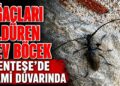 Ağaçları Öldüren Dev Böcek Menteşe’de Cami Duvarında