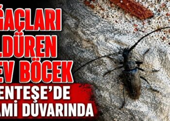 Ağaçları Öldüren Dev Böcek Menteşe’de Cami Duvarında