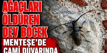 Ağaçları Öldüren Dev Böcek Menteşe’de Cami Duvarında