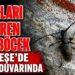 Ağaçları Öldüren Dev Böcek Menteşe’de Cami Duvarında