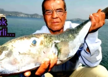 Balon balığı Türkiye ve Yunanistan’ın kabusu oldu
