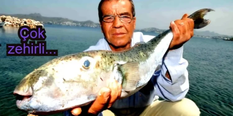 Balon balığı Türkiye ve Yunanistan’ın kabusu oldu