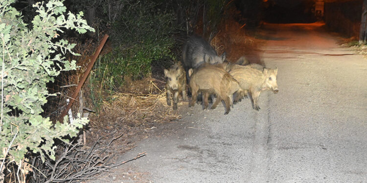 Bodrum’da Domuzlar Bitez’den ayrılmıyor, Mahalleli Şaşkına