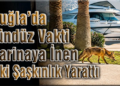 Domuzlar’dan Sonra Tilki’de Şehre İndi.!