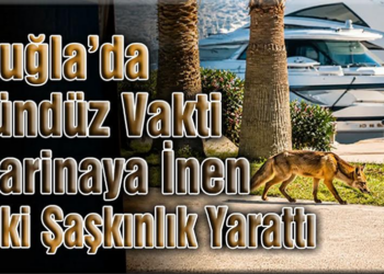 Domuzlar’dan Sonra Tilki’de Şehre İndi.!