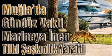 Domuzlar’dan Sonra Tilki’de Şehre İndi.!