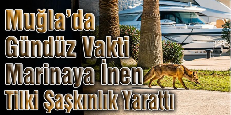 Domuzlar’dan Sonra Tilki’de Şehre İndi.!