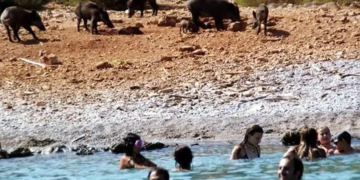 Bodrum’da Görenler Gözlerine İnanamadı! Yaban Domuzu Denizi Yüzerek Geçti