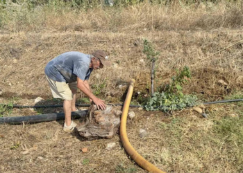 Zeytinlikleri kül oldu, gözyaşını içine akıtıp yangına su taşıdı