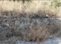 Bodrum Diken Üstünde: Kuru Otlar Yangın Riskini Artırıyor!