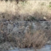 Bodrum Diken Üstünde: Kuru Otlar Yangın Riskini Artırıyor!