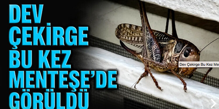 Dev Çekirge Bu Kez Menteşe’de Görüldü