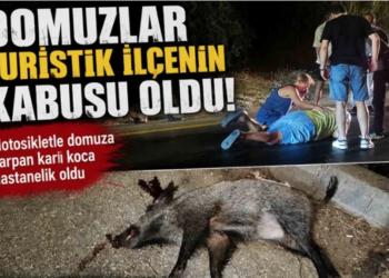 BODRUM’DA MOTOSİKLET DOMUZA ÇARPTI: KARI KOCA HASTANELİK OLDU