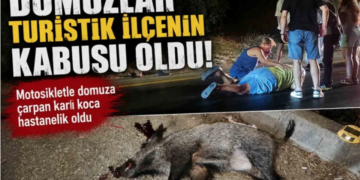 BODRUM’DA MOTOSİKLET DOMUZA ÇARPTI: KARI KOCA HASTANELİK OLDU