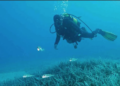 Türkiye’nin ilk Deniz Milli Parkı Fethiye-Kaş ve Kuzey Ege sınırlarında