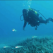 Türkiye’nin ilk Deniz Milli Parkı Fethiye-Kaş ve Kuzey Ege sınırlarında