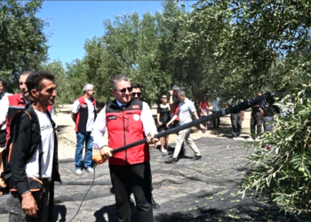 Türkiye’de Sezonun İlk Zeytin Hasadı Gerçekleştirildi