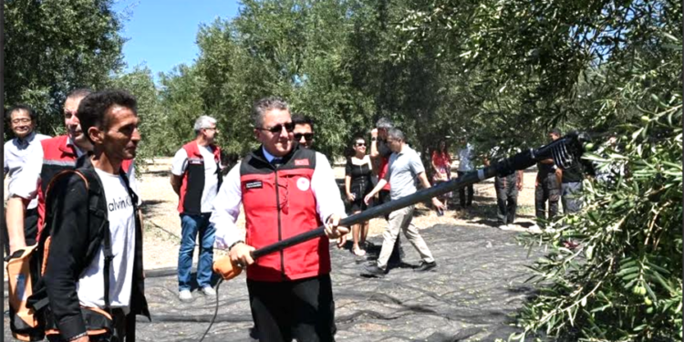 Türkiye’de Sezonun İlk Zeytin Hasadı Gerçekleştirildi