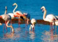 Flamingo cenneti Tuzla Sulak Alanı’na AVM dolgu inşaatı doğaseverleri ayağa kaldırdı