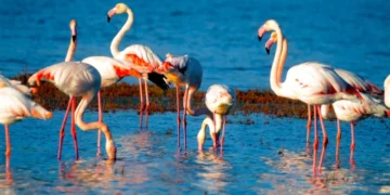 Flamingo cenneti Tuzla Sulak Alanı’na AVM dolgu inşaatı doğaseverleri ayağa kaldırdı