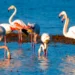 Flamingo cenneti Tuzla Sulak Alanı’na AVM dolgu inşaatı doğaseverleri ayağa kaldırdı