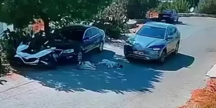 Bodrum’da Köpekleri Ezerek Yoluna Devam Etmişti: Sürücünün Kimliği Belirlendi!