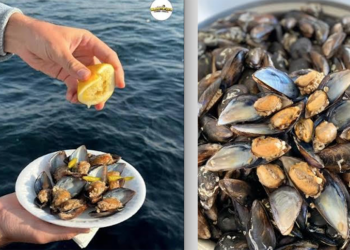 Osman Arkangil, yazdı: Bodrum’un midye dosyası