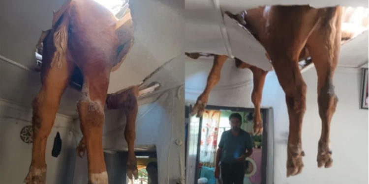 ÇATI ÇÖKTÜ, SALONA DANA DÜŞTÜ! EV HALKI ŞOKE OLDU