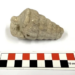 KÜLHÖYÜK’TE 66 MİLYON YILLIK FOSİL ŞAŞKINLIĞI 5 BİN YILLIK KENTTEN MİLYONLARCA YIL ÖNCESİNE UZANAN İZLER ÇIKTI