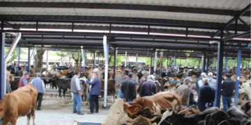 Muğla’da Bayır Hayvan Pazarı İkinci Bir Emre Kadar Kapatıldı