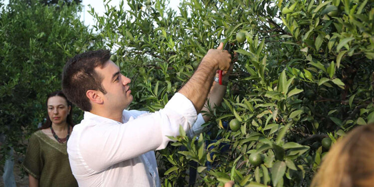 Yeşil Bodrum Mandalini Hasadı Devam Ediyor