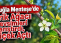 Muğla’da erik ağacı mevsimleri karıştırdı: Çiçek açtı