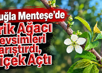 Muğla’da erik ağacı mevsimleri karıştırdı: Çiçek açtı