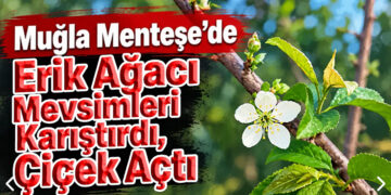 Muğla’da erik ağacı mevsimleri karıştırdı: Çiçek açtı