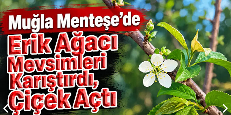 Muğla’da erik ağacı mevsimleri karıştırdı: Çiçek açtı