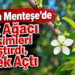 Muğla’da erik ağacı mevsimleri karıştırdı: Çiçek açtı