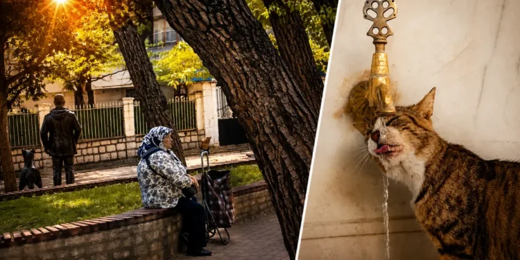 Muğla Kavruluyor: İnsanlar Gölgeye, Sokak Hayvanları Çeşmelere Sığındı