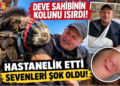 Deve sahibinin kolunu ısırdı hastanelik etti
