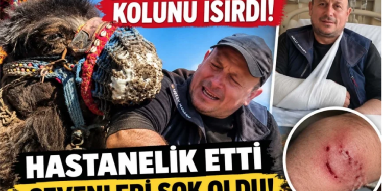 Deve sahibinin kolunu ısırdı hastanelik etti