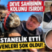 Deve sahibinin kolunu ısırdı hastanelik etti