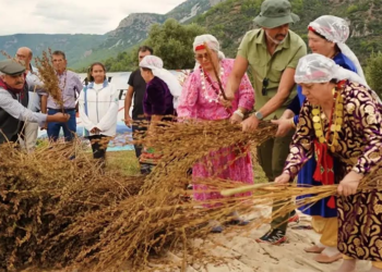 Gökova Susamı Hasat Festivali’nde ilk gün renkli görüntülere sahne oldu