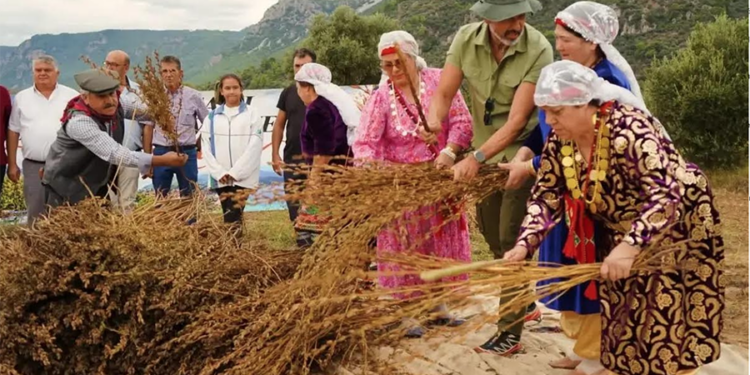 Gökova Susamı Hasat Festivali’nde ilk gün renkli görüntülere sahne oldu