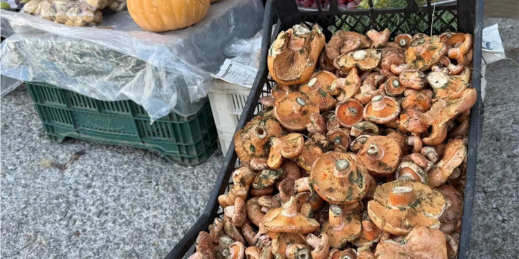 Muğla’da Çıntar Sezonu Açıldı: Fiyatı Etle Yarışıyor