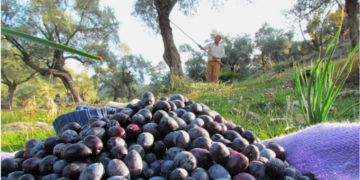 ZEYTİN ÜRETİCİSİ BÖYLE İSYAN ETTİ