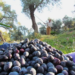 ZEYTİN ÜRETİCİSİ BÖYLE İSYAN ETTİ