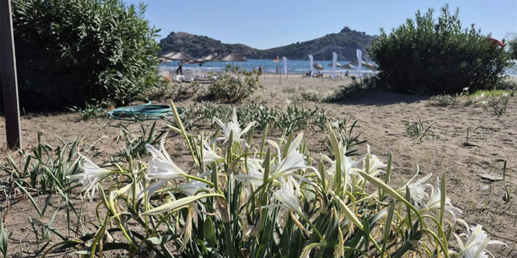 Muğla Sarıgerme Sahillerinde Kum Zambakları Çiçek Açtı
